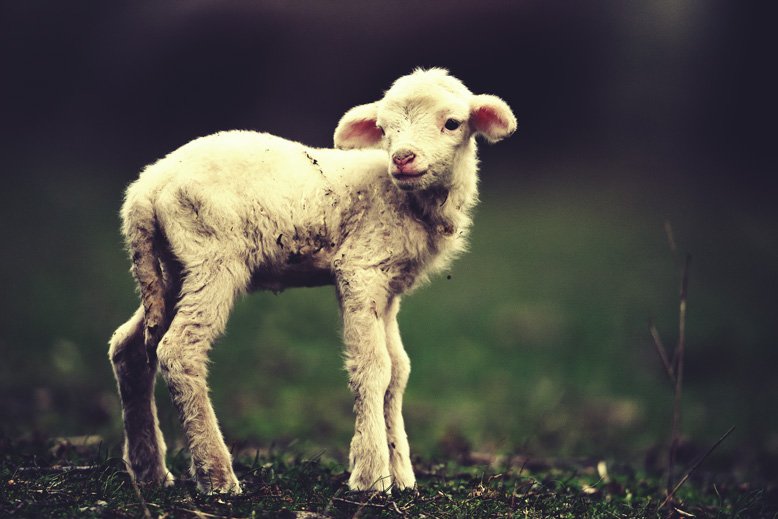 michael woroniecki blog lamb