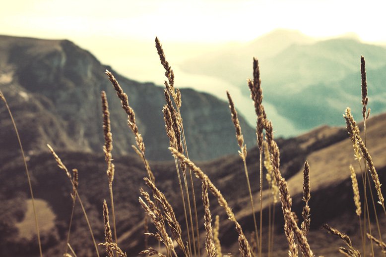 woroniecki-wheat-and-mountain