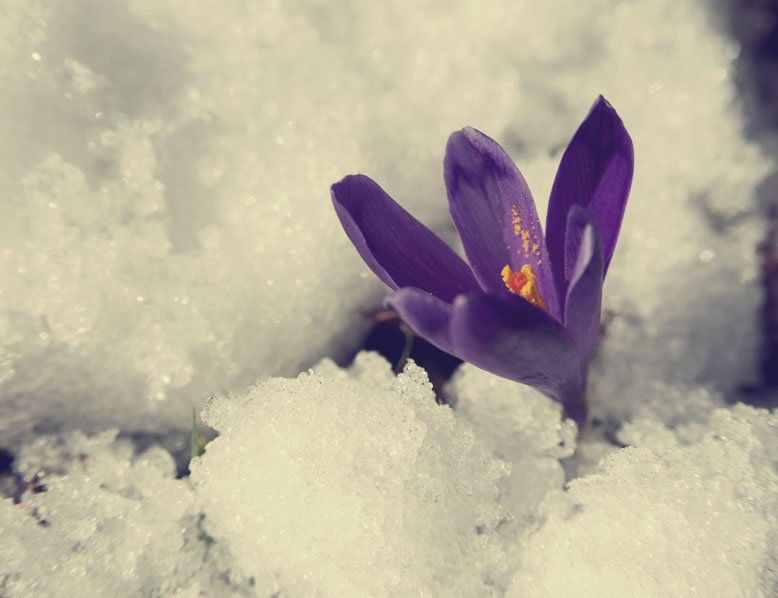 winter-into-spring-analogy-michael-woroniecki-blog-2016
